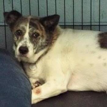 Terrier Dogs Available for Adoption - Brittney | PetCurious