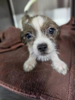 Hancock -  Shih Tzu and Terrier Dog for Adoption in San Antonio, Texas - Hancock | PetCurious