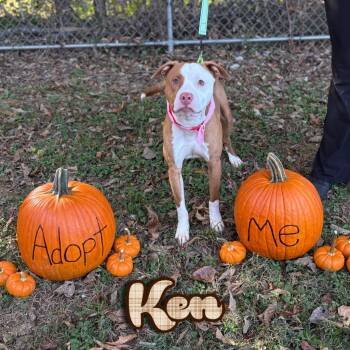 Rescue Pit Bull Terrier and Mixed Breed Dogs for Adoption in Hillsboro, Ohio - Ken | PetCurious