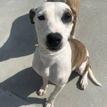 Pit Bull Terrier Dogs Available for Adoption in Birmingham, Alabama - Starla | PetCurious