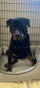 Rottweiler Dogs Available for Adoption - Sadie | PetCurious