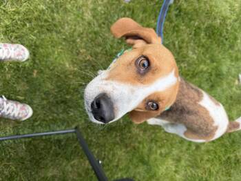 Treeing Walker Coonhound Dogs Available for Adoption in Roxbury Township, New Jersey - Jefferson  | PetCurious