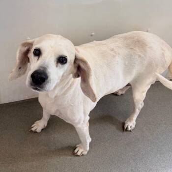 Biscuit -  Beagle and Mixed Breed Dog for Adoption in Rocky Mount, Virginia - Biscuit | PetCurious
