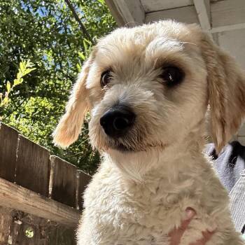 Teddy -  Poodle and Dachshund Dog for Adoption in Sonoma, California - Teddy | PetCurious