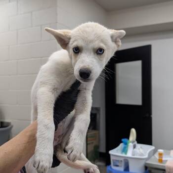 Sabrina -  Husky Dog for Adoption in Norman, Oklahoma - Sabrina | PetCurious