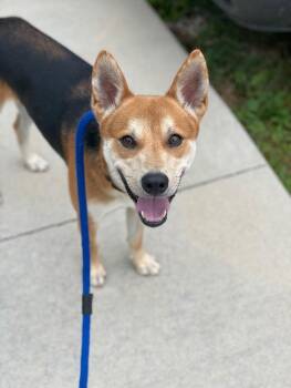 Mixed Breed Dogs Available for Adoption in Osseo, Michigan - Batman | PetCurious