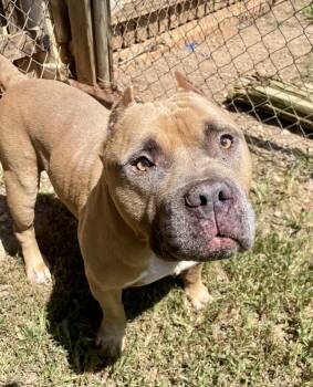 Ziggy -  American Bulldog and American Staffordshire Terrier Dog for Adoption in Sautee Nacoochee, Georgia - Ziggy | PetCurious