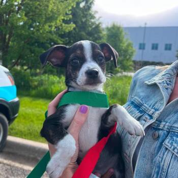 Konrad -  Terrier and Mixed Breed Dog Available for Adoption in Campton Hills, Illinois - Konrad | PetCurious