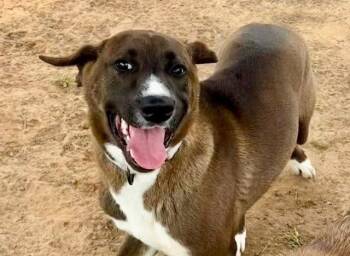 Black Mouth Cur Dogs Available for Adoption in Sterling, Massachusetts - Hazley 5 Months AVA 5/13 | PetCurious