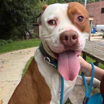 Prince -  American Staffordshire Terrier Dog for Adoption in Grand Rapids, Michigan - Prince | PetCurious