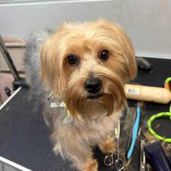 Yorkshire Terrier Dogs Available for Adoption in Wichita, Kansas - Bella | PetCurious