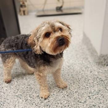 Oso -  Miniature Poodle and Yorkshire Terrier Dog for Adoption in Chicago, Illinois - Oso | PetCurious
