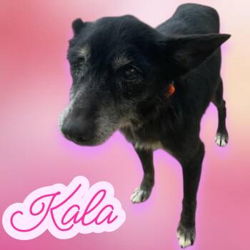 Rescue Terrier Dogs for Adoption in Chuckey, Tennessee - Kala - NC - Sweet Senior (good With Dogs, Cats, Kids) | PetCurious