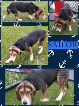 Beagle and Mixed Breed Dogs Available for Adoption in Kenansville, North Carolina - Sailor | PetCurious