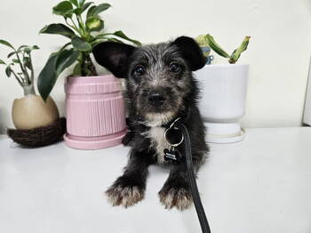 Rescue Norwich Terrier and Terrier Dogs for Adoption in Agoura Hills, California - PICHOO | PetCurious