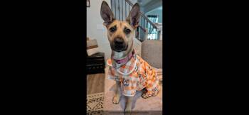 Rescue Pharaoh Hound and Carolina Dog Dogs for Adoption in Manhasset, New York - Everly | PetCurious