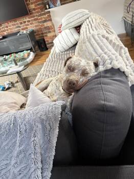 Pit Bull Terrier Dogs Available for Adoption in Broomfield, Colorado - BILLY RAY | PetCurious