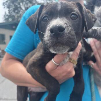 Rosie -  Mixed Breed Dog for Adoption in Ashland, Oregon - Rosie | PetCurious