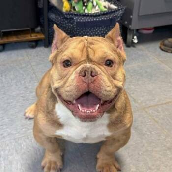 Squash -  Bulldog Dog for Adoption in Plainfield, Illinois - Squash | PetCurious