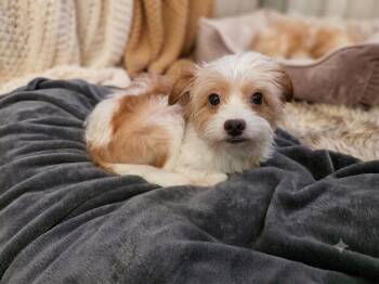 Frazzle -  Terrier and Poodle Dog for Adoption in Eustis, Florida - Frazzle | PetCurious