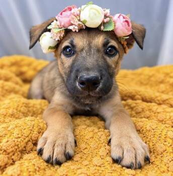 Buttercup -  German Shepherd Dog Dog for Adoption in Foley, Alabama - Buttercup | PetCurious
