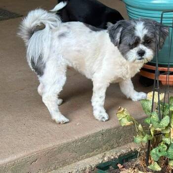 Tiffany -  Shih Tzu Dog for Adoption in Minneapolis, Minnesota - Tiffany | PetCurious