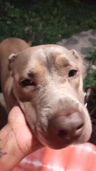 Rescue American Staffordshire Terrier and Labrador Retriever Dogs for Adoption in Auburn, Pennsylvania - Johnny | PetCurious