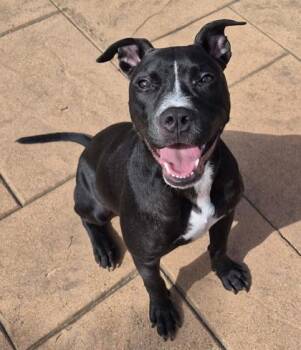 Bagheera -  Terrier and Mixed Breed Dog for Adoption in Shreveport, Louisiana - Bagheera | PetCurious