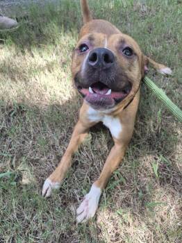 Pen 100 Honey -  Pit Bull Terrier Dog for Adoption in Lawrenceville, Georgia - Pen 100 Honey | PetCurious