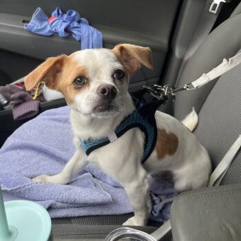 Pug and Chihuahua Dogs Available for Adoption in Rockville, Maryland - Benny | PetCurious