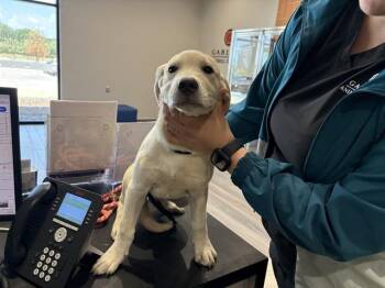 BASIL -  Labrador Retriever Dog for Adoption in Rowlett, Texas - BASIL | PetCurious