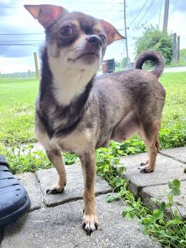 Coco -  Chihuahua Dog for Adoption in Edgewood, Kentucky - Coco | PetCurious
