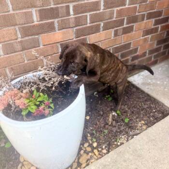 Dudley -  Hound and Labrador Retriever Dog for Adoption in Parrish, Alabama - Dudley | PetCurious