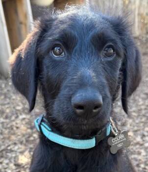 Flat Coated Retriever and Poodle Dogs Available for Adoption - Lainey | PetCurious