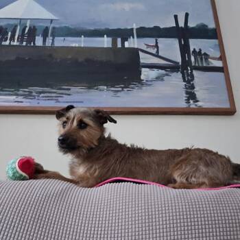 Yorkshire Terrier and Jack Russell Terrier Dogs Available for Adoption in West Chester, Pennsylvania - Kenobi (Obi Wan Kenobi) | PetCurious