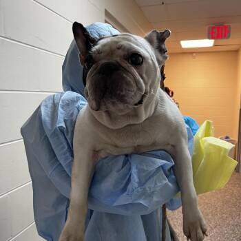 Sponch -  French Bulldog and English Bulldog Dog for Adoption in Lakeland, Florida - Sponch | PetCurious