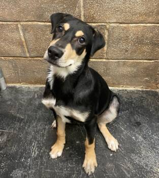 Rescue Doberman Pinscher and Rottweiler Dogs for Adoption in Midland, Texas - Apollo | PetCurious