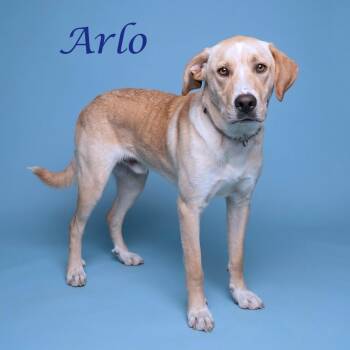 Labrador Retriever Dogs Available for Adoption in Lebanon, Tennessee - Arlo D26-116 | PetCurious
