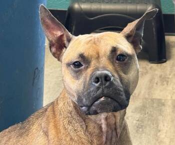 Penny -  French Bulldog and Boxer Dog for Adoption in Euclid, Ohio - Penny | PetCurious