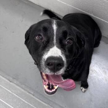 Black Labrador Retriever and Pit Bull Terrier Dogs Available for Adoption in Troy, Virginia - Chocolate Lava Cake | PetCurious
