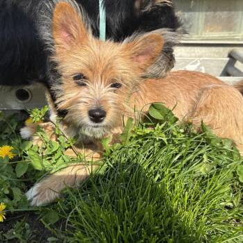 Cairn Terrier Dogs Available for Adoption in Rochester Hills, Michigan - Minnie | PetCurious