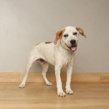 Clarke D70349 -  Cattle Dog and Mixed Breed Dog for Adoption in Minnetonka, Minnesota - Clarke D70349 | PetCurious