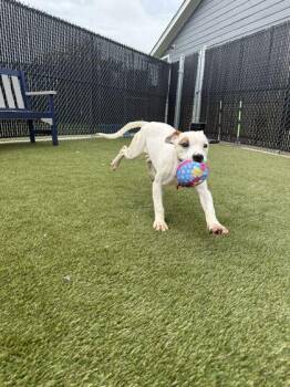 Cornbread -  Mixed Breed Dog for Adoption in Lafayette, Indiana - Cornbread | PetCurious