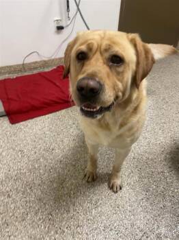 Blaf -  Labrador Retriever Dog for Adoption in Vancouver, Washington - Blaf | PetCurious