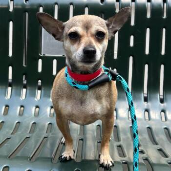 Lula -  Chihuahua Dog for Adoption in Chicago, Illinois - Lula | PetCurious