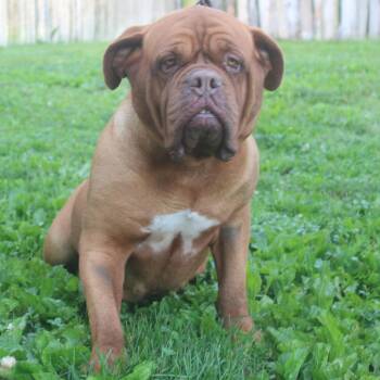 Xiamara -  Dogue De Bordeaux Dog for Adoption in Northbrook, Illinois - Xiamara | PetCurious
