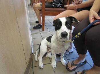 Rescue American Staffordshire Terrier and Mixed Breed Dogs for Adoption in Ocala, Florida - CHAPO | PetCurious