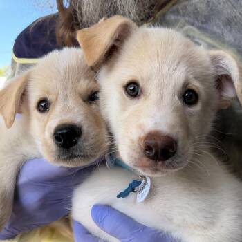 Thackery -  Mixed Breed Dog for Adoption in Saint Charles, Missouri - Thackery | PetCurious