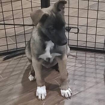 Belgian Shepherd Malinois Dogs Available for Adoption in Cumming, Georgia - Siroun 22221 | PetCurious