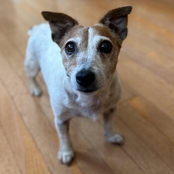 Rosalie -  Jack Russell Terrier Dog for Adoption in Hopkinton, Massachusetts - Rosalie | PetCurious